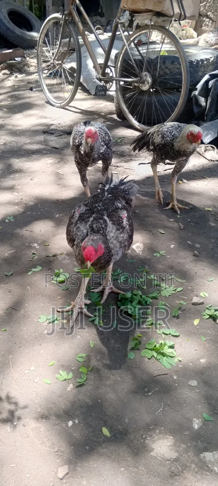 Kuchi Chicken on Offer