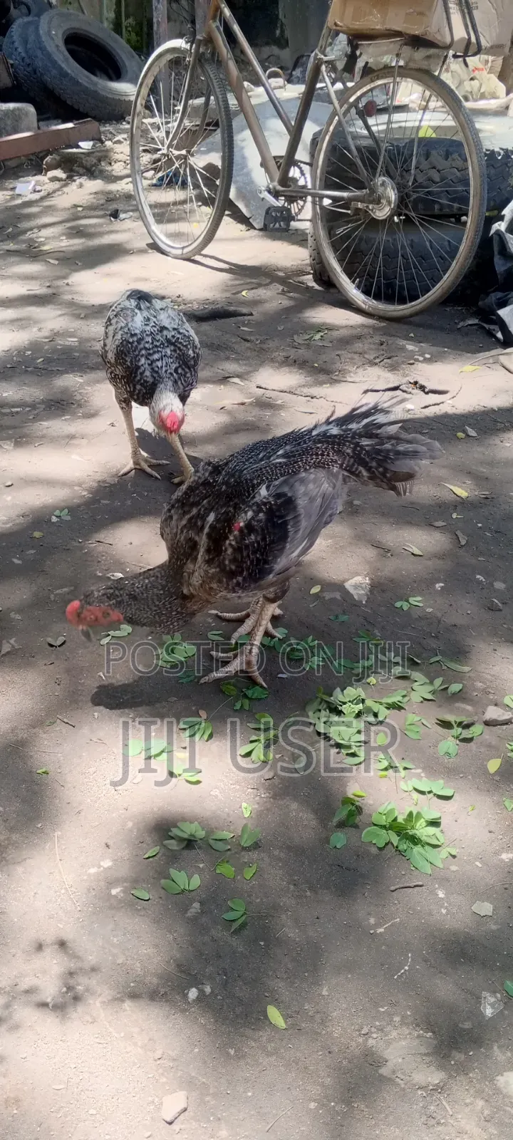 Kuchi Chicken on Offer