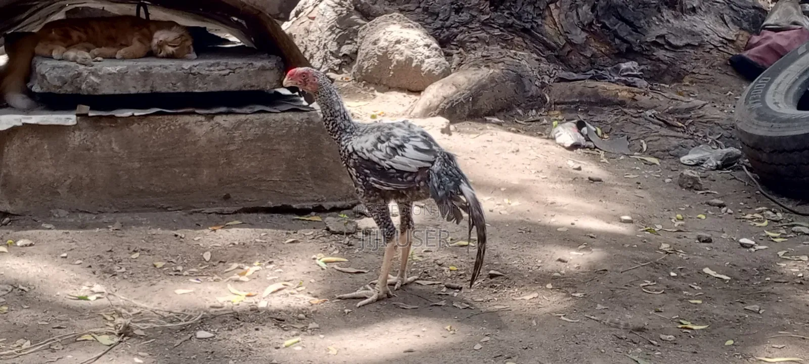 Kuchi Chicken on Offer