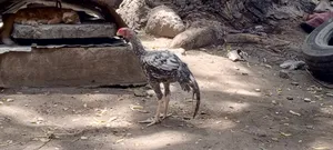 Kuchi Chicken on Offer