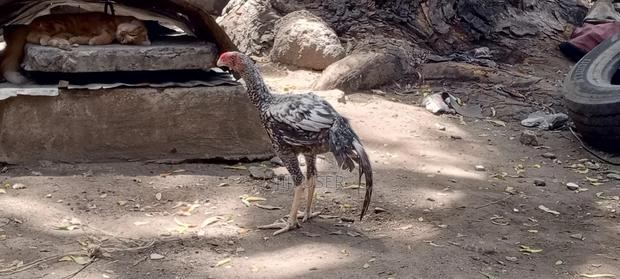Kuchi Chicken on Offer - thumbnail 4