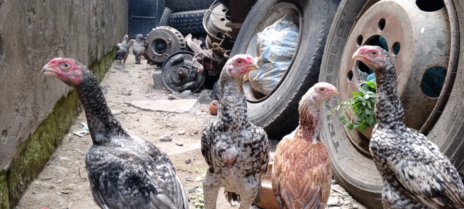 Kuchi Chicken on Offer