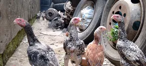 Kuchi Chicken on Offer