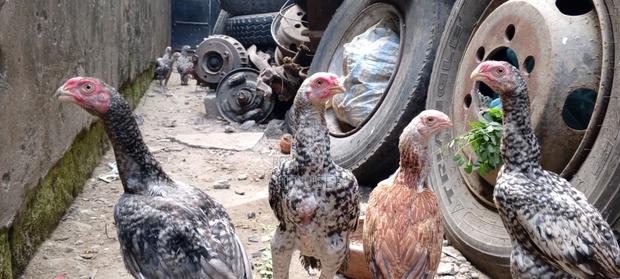 Kuchi Chicken on Offer - thumbnail 5
