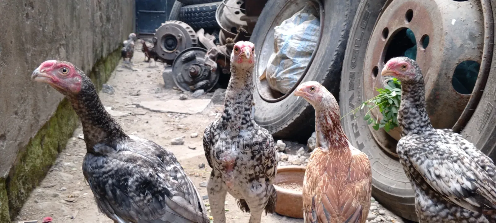 Kuchi Chicken on Offer