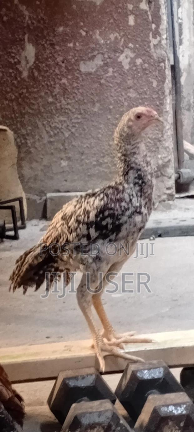 Kuchi Chicken on Offer - thumbnail 7