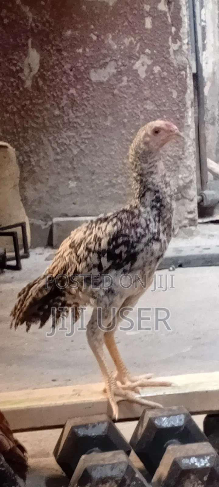 Kuchi Chicken on Offer