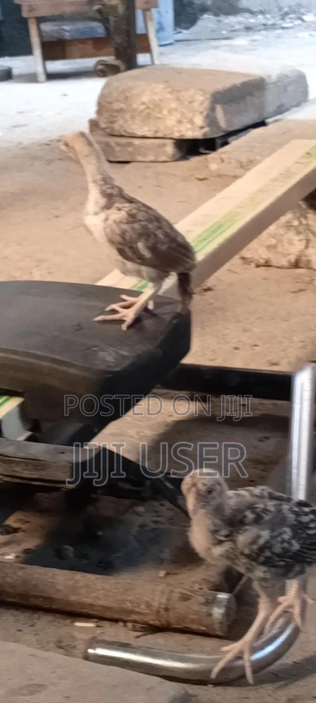 Kuchi Chicken on Offer - thumbnail 8