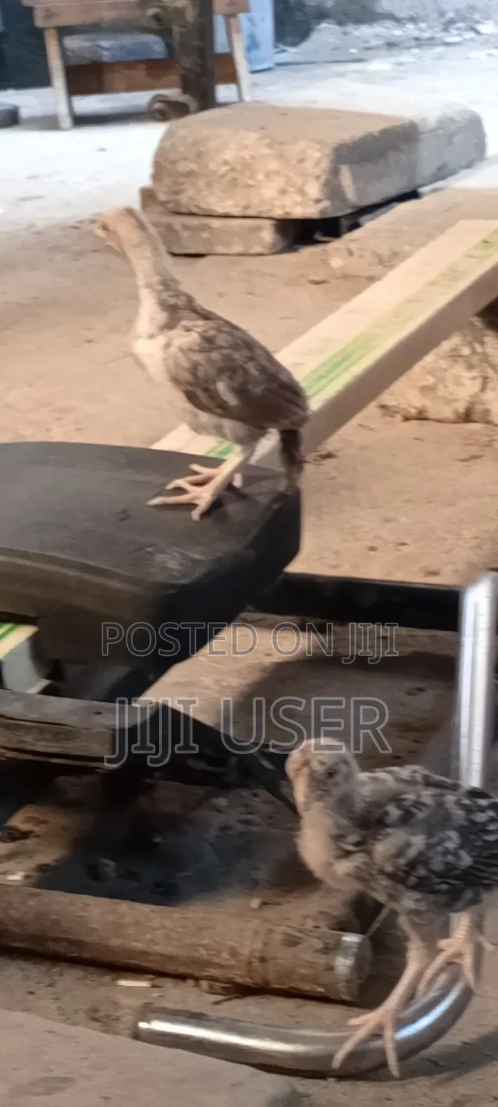 Kuchi Chicken on Offer