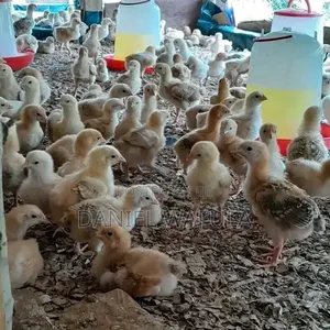Poultry Farming