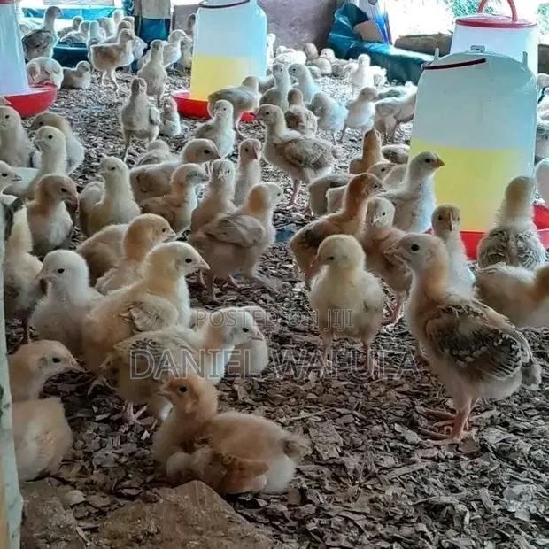 Poultry Farming