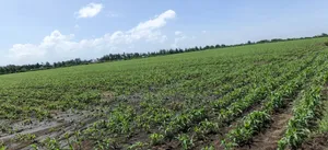 50 Acres Prime Land for Sale in Kabarak Area Nakuru