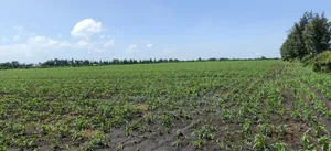 50 Acres Prime Land for Sale in Kabarak Area Nakuru