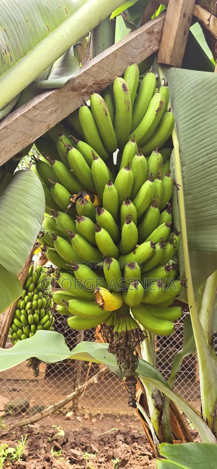 Ripening Sweet-Creamy Bananas