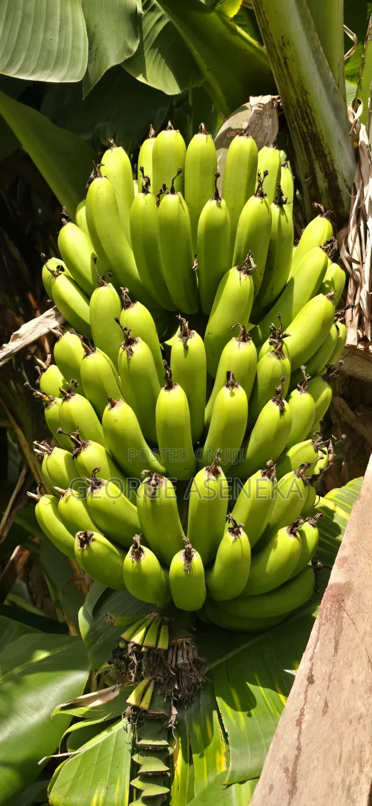 Ripening Sweet-Creamy Bananas