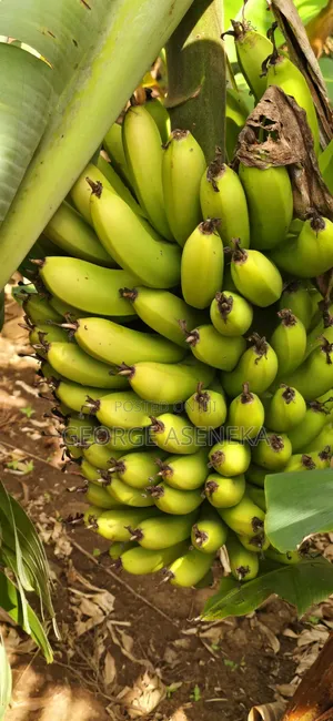 Ripening Sweet-Creamy Bananas