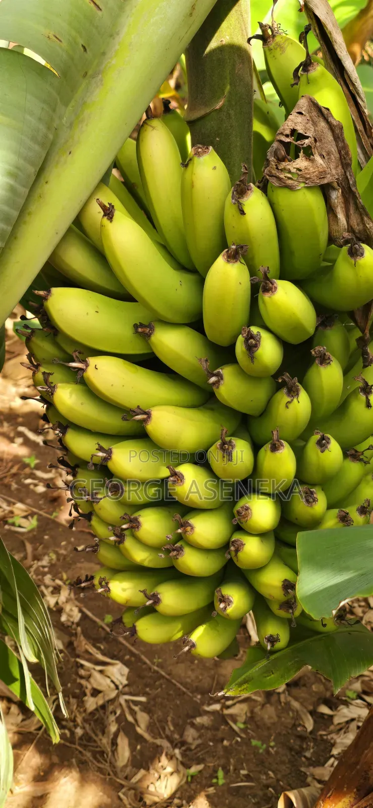 Ripening Sweet-Creamy Bananas