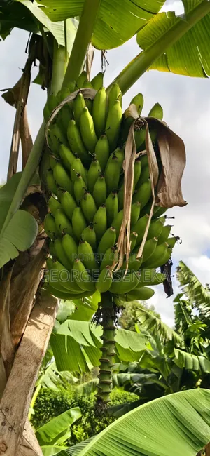 Ripening Sweet-Creamy Bananas