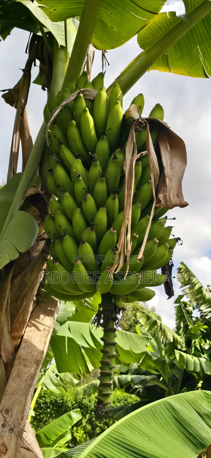 Ripening Sweet-Creamy Bananas