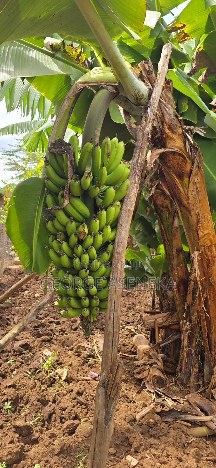 Ripening Sweet-Creamy Bananas