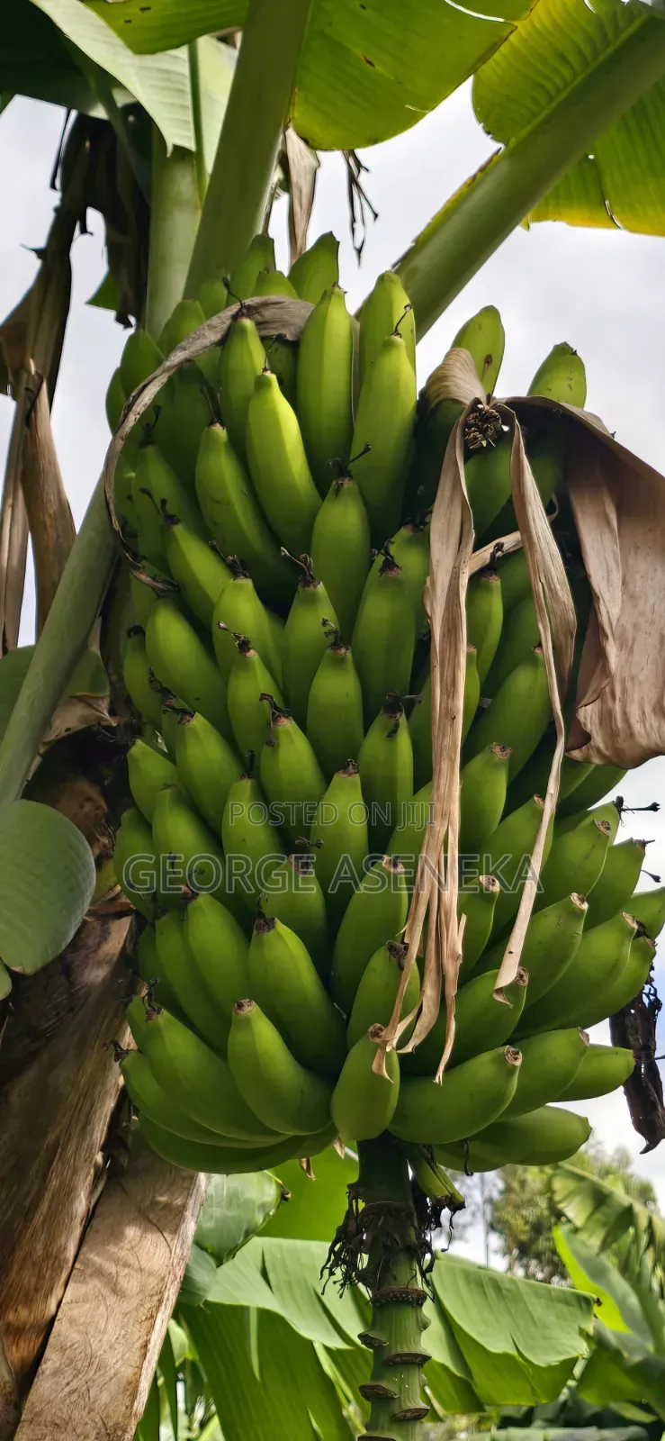 Ripening Sweet-Creamy Bananas