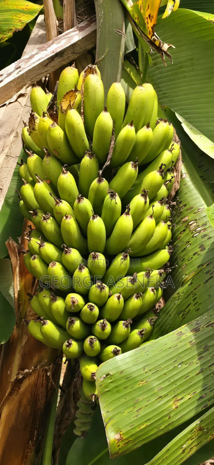 Ripening Sweet-Creamy Bananas