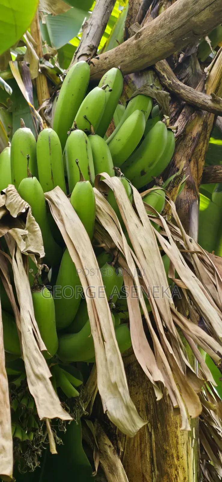 Ripening Sweet-Creamy Bananas