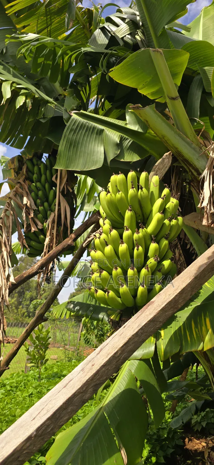 Ripening Sweet-Creamy Bananas