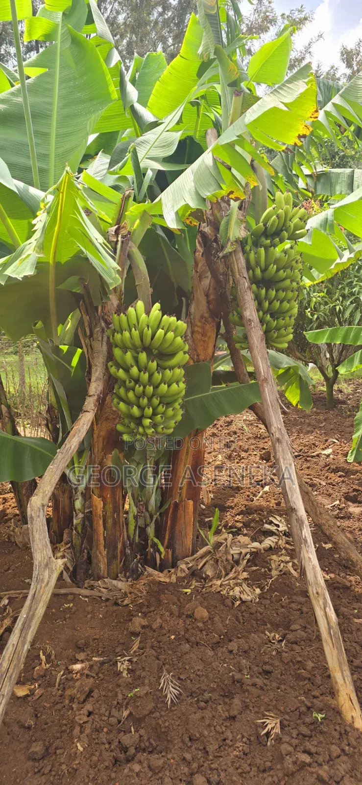 Ripening Sweet-Creamy Bananas
