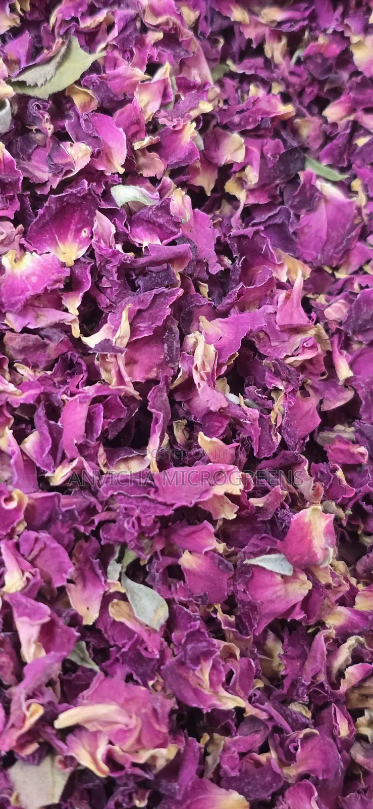Dry Rose Petals