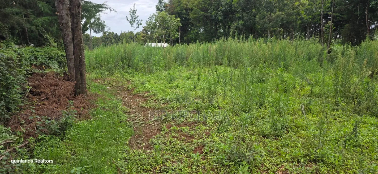 Prime 3 Plots for Sale in Kapseret Kericho Ndogo Eldoret