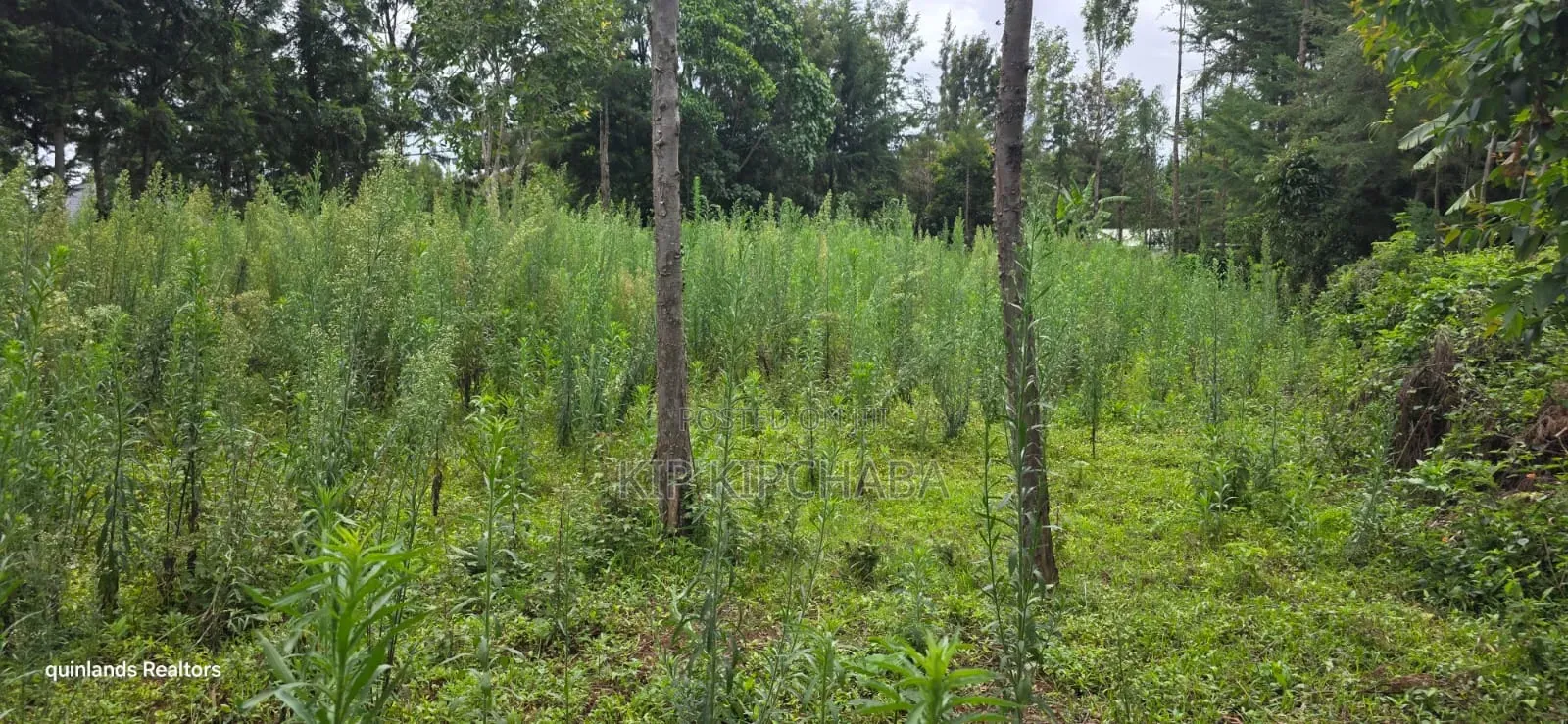 Prime 3 Plots for Sale in Kapseret Kericho Ndogo Eldoret