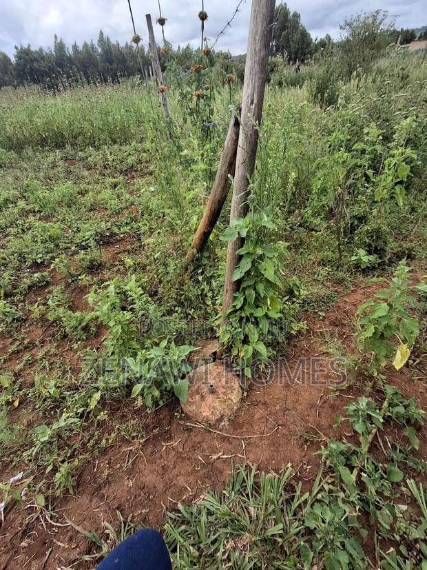 1⁄8 Acre Plots on Sale. DMM - thumbnail 2
