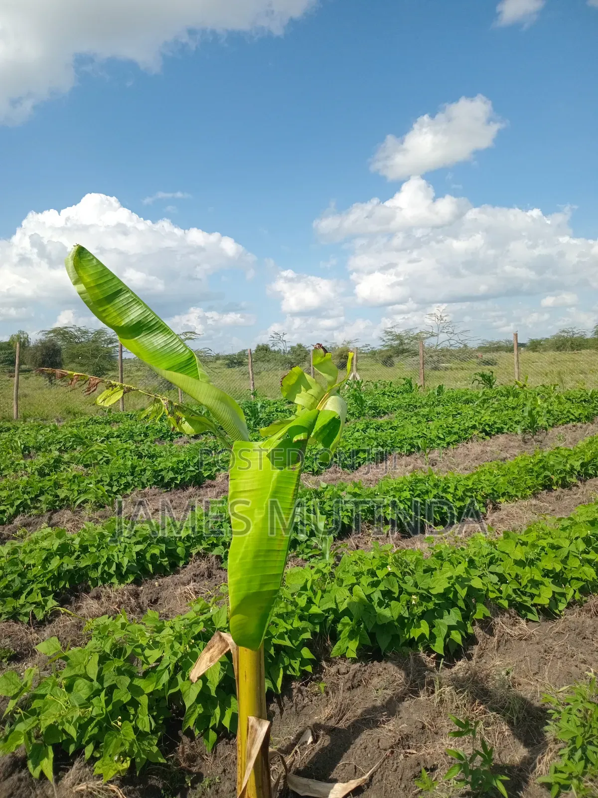 Plot for Sale