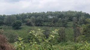424 Acres for Sale Off Thika-Gatanga Road