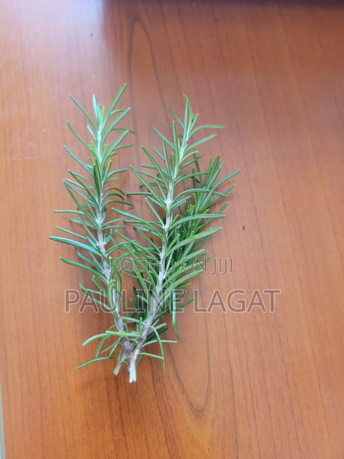 Rosemary Herbs Products 10plans