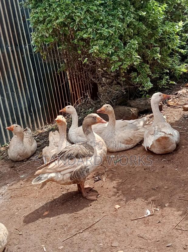 Geese Beautiful - thumbnail 2
