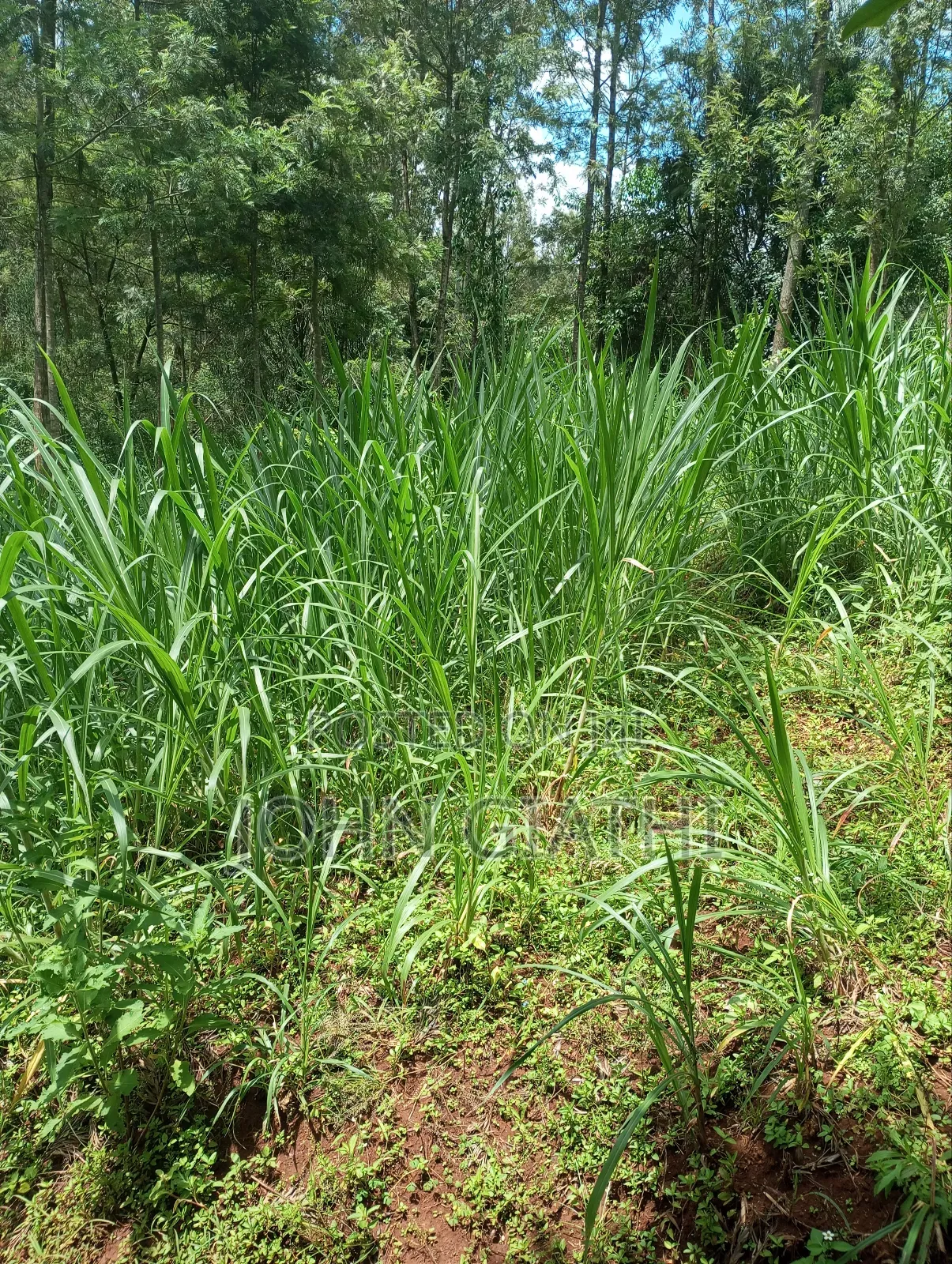 One Acre and an Eigth on Sale Along Bob Harris Ndarugo Road