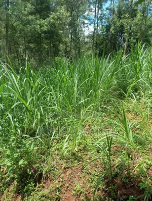 One Acre and an Eigth on Sale Along Bob Harris Ndarugo Road