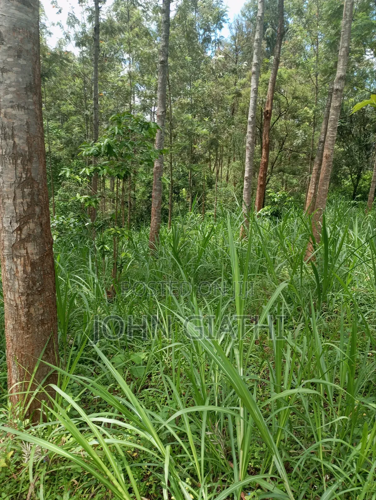 One Acre and an Eigth on Sale Along Bob Harris Ndarugo Road
