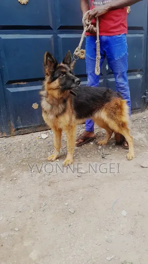 1+ year Female Purebred German Shepherd