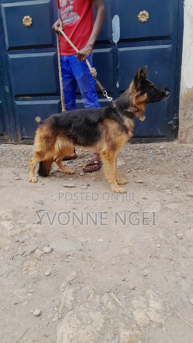 1+ year Female Purebred German Shepherd - thumbnail 2