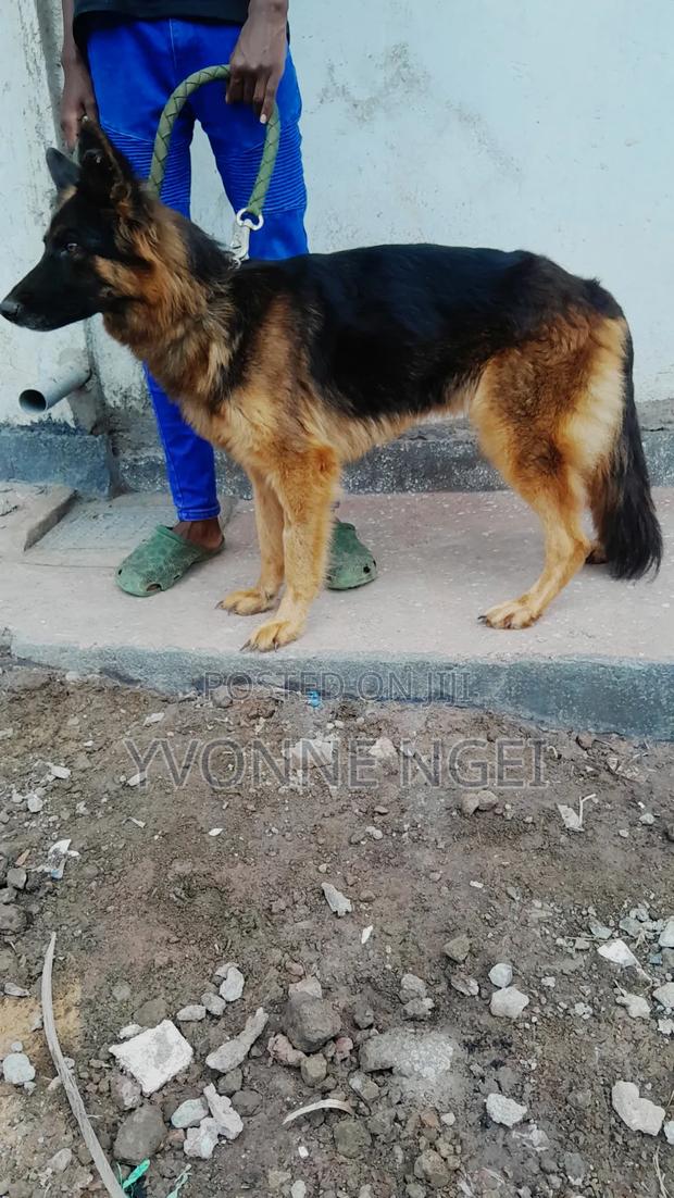 1+ year Female Purebred German Shepherd - thumbnail 3