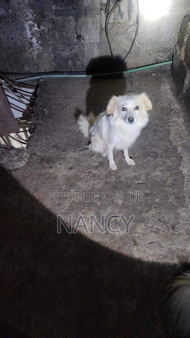 1+ year Female Purebred Japanese Spitz