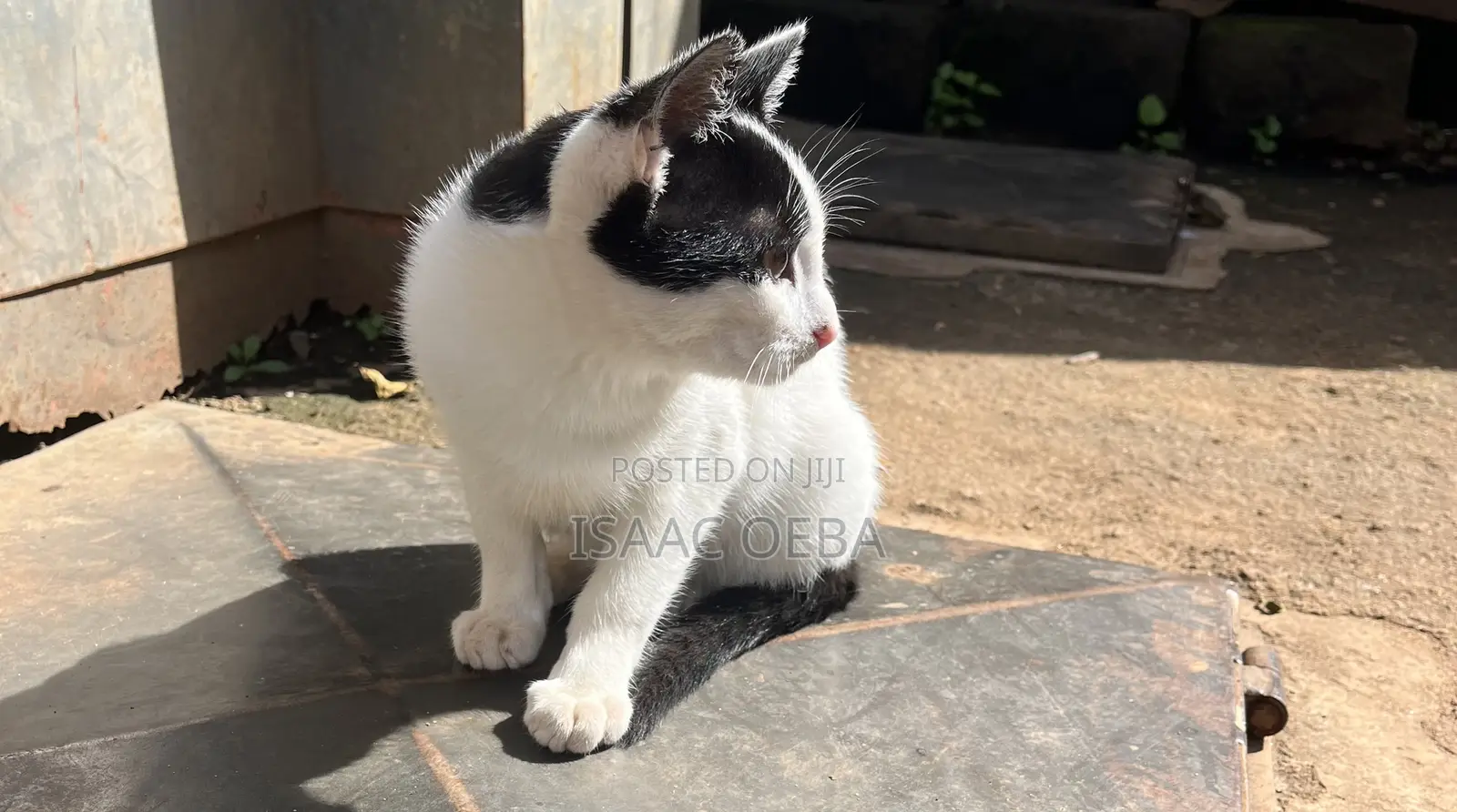 3-6 months Male Mixed Breed Persian