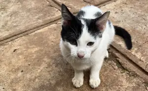 3-6 months Male Mixed Breed Persian