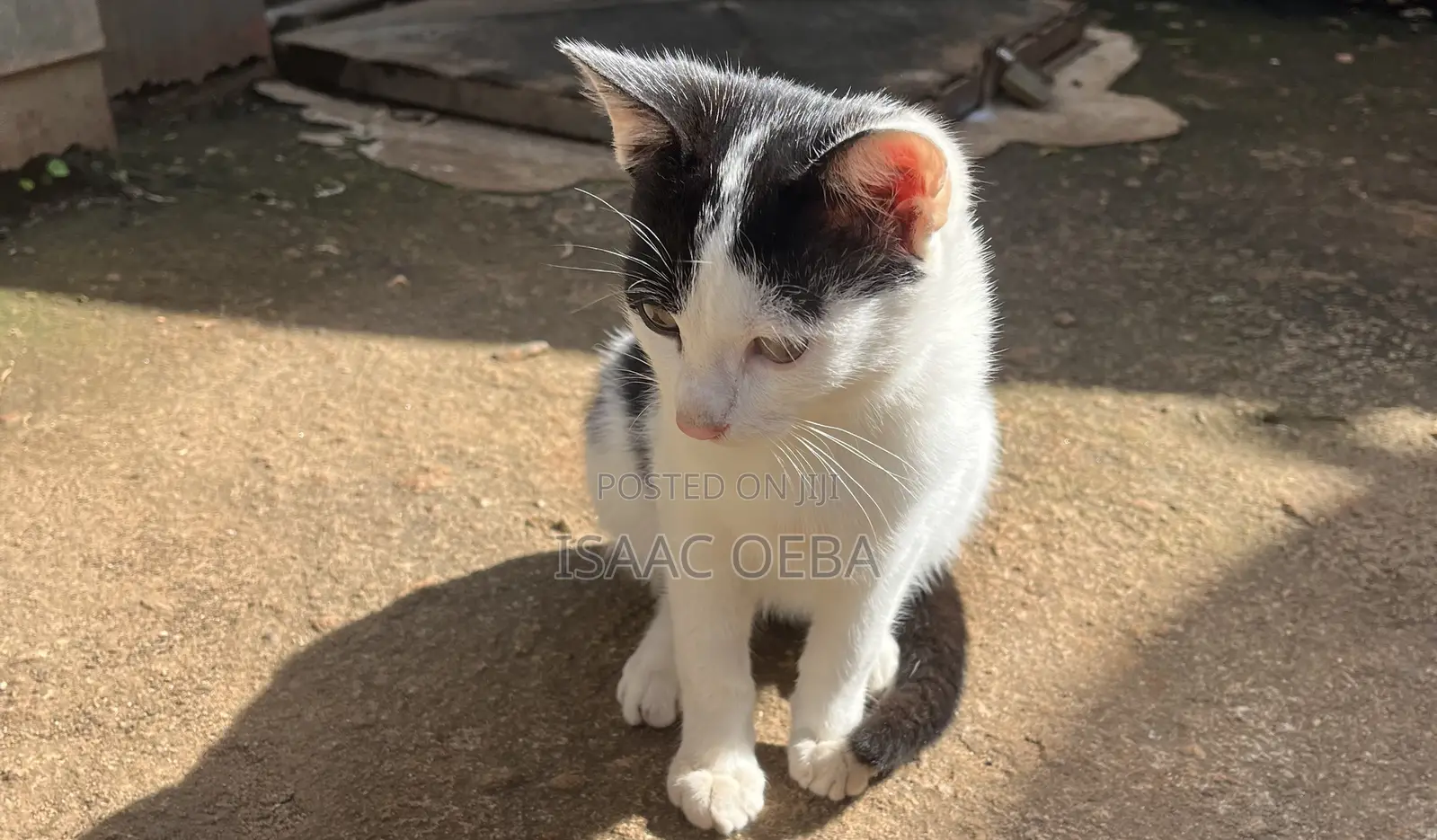 3-6 months Male Mixed Breed Persian