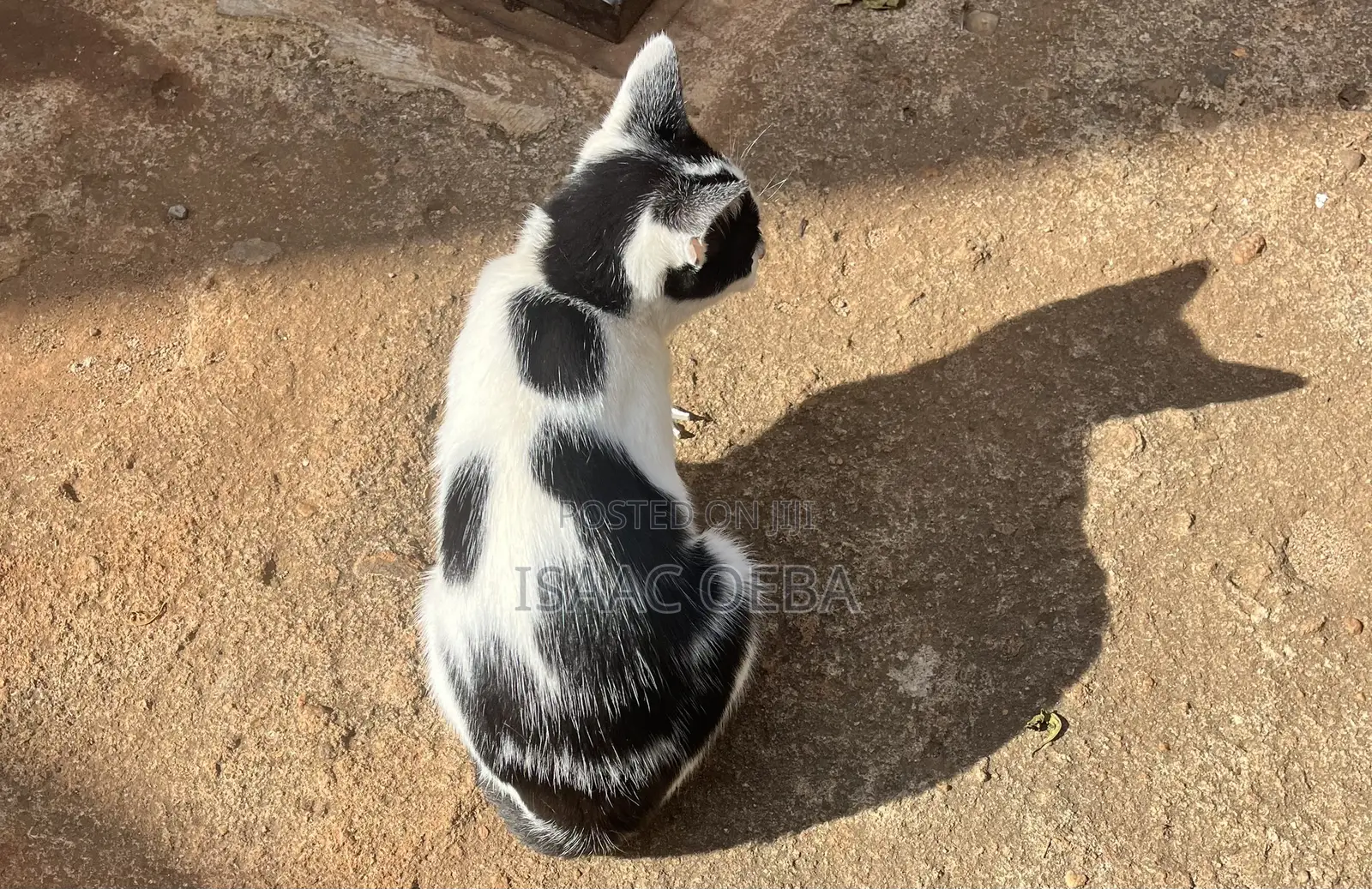 3-6 months Male Mixed Breed Persian