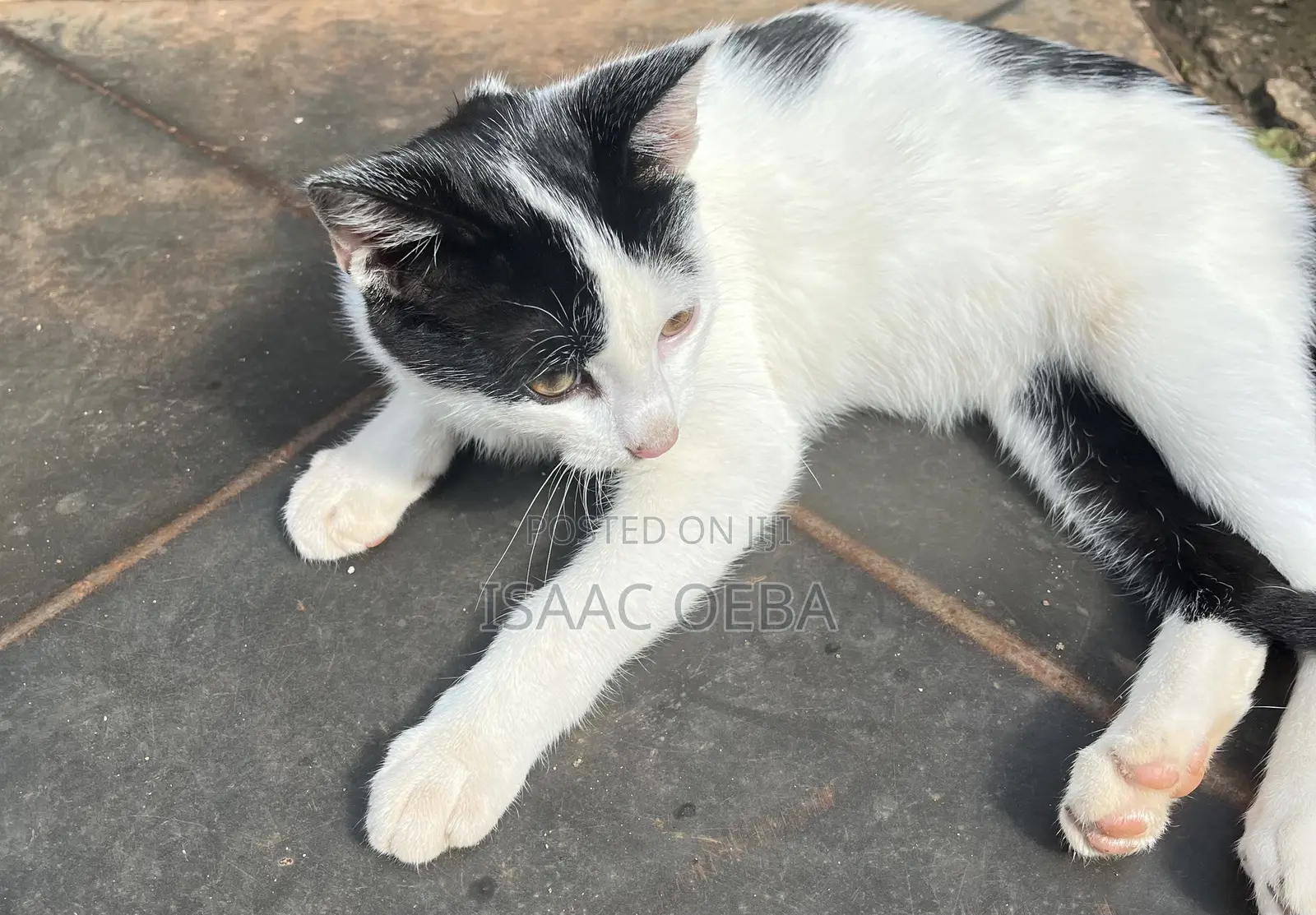 3-6 months Male Mixed Breed Persian