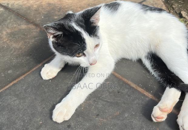 3-6 months Male Mixed Breed Persian - thumbnail 4
